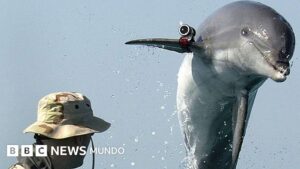 La historia de los delfines suicidas que Irán compró a Ucrania