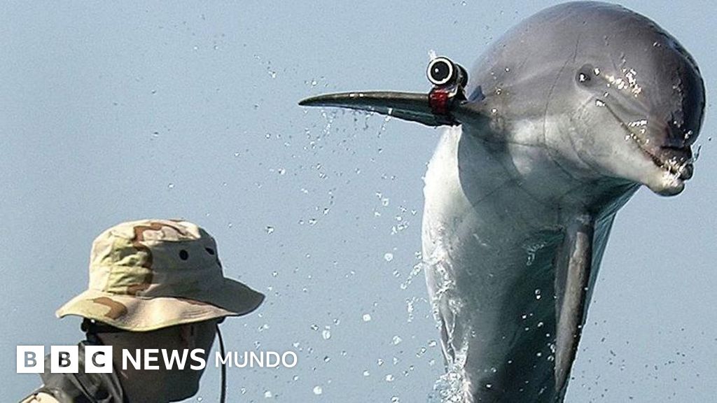 La historia de los delfines suicidas que Irán compró a Ucrania