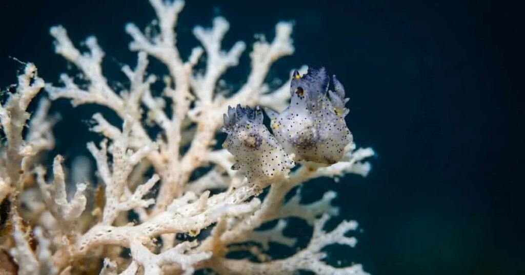 La nueva especie marina que cabe en una semilla de sésamo