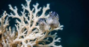 La nueva especie marina que cabe en una semilla de sésamo