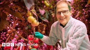 La revolución tecnológica del «food valley»: cómo Países Bajos logró ser el tercer exportador mundial de alimentos con un territorio tan pequeño