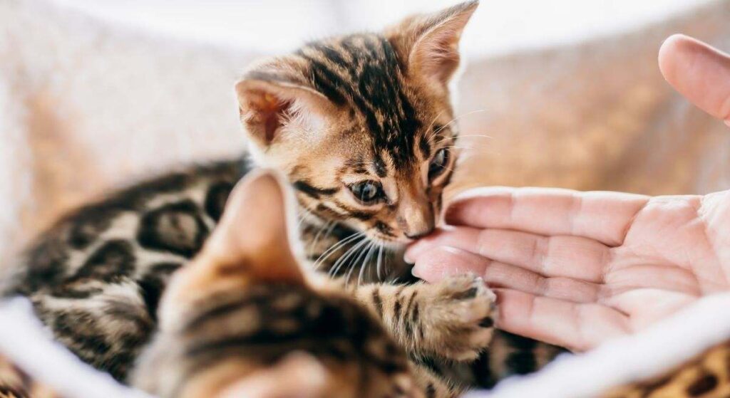 Los expertos en animales coinciden: los gatos que huelen a sus dueños no lo hacen por curiosidad, sino que son capaces de reconocer a las personas a partir de señales olfativas