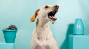 Los expertos en mascotas lo tienen claro: «Si tu perro ladra más de lo normal después de las fiestas podría ser un síntoma de este problema grave»
