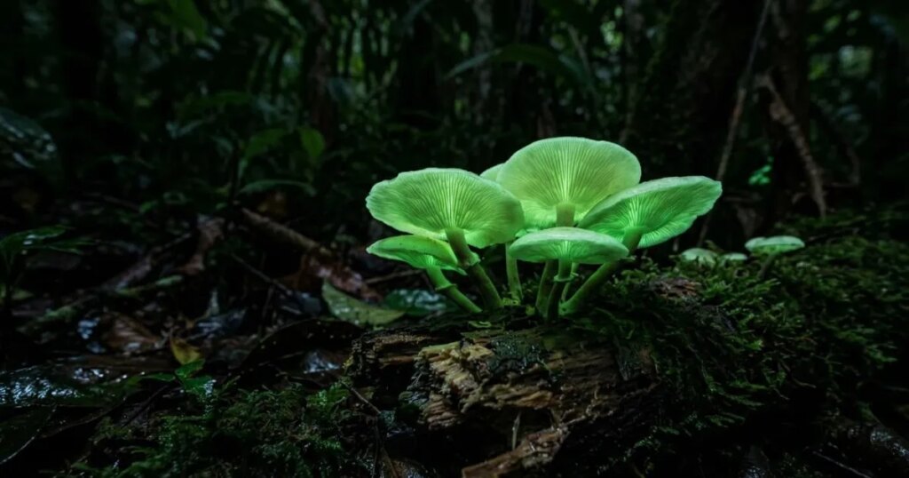 Los hongos que brillan en la oscuridad llevan millones de años reciclando su propia luz, y acaban de revelar cómo