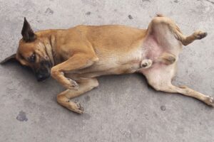 México tiene tantos perros abandonados en sus calles que son parte del paisaje que los han convertido en «raza representativa»