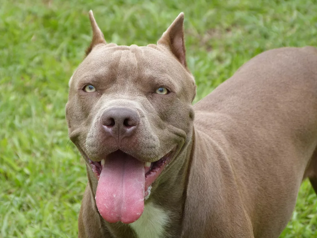  Murió hombre  por ataque de su  perro Pitbull en la Guaira 