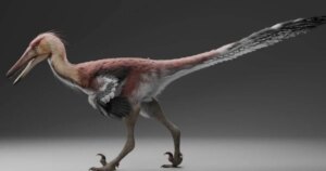 Ni Velociraptor ni T. rex: el dinosaurio que sorprende a los científicos cazaba en lagunas y ríos como una garza gigante