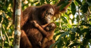Ningún mamífero amamanta tanto tiempo como el orangután: 6 años y medio de lactancia que moldean su sistema inmune y su flora intestinal de una forma que la ciencia acaba de revelar