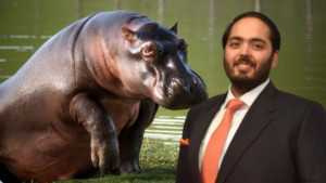 Organización de la India interesada en llevarse hipopótamos de Pablo Escobar realizará visita técnica a Colombia: ‘Control de esta especie’