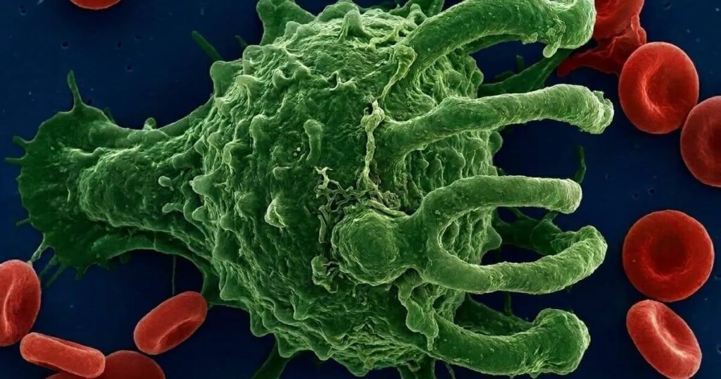 Reconstruyen el árbol genealógico completo de las células sanguíneas: tu sangre lleva 700 millones de años de historia