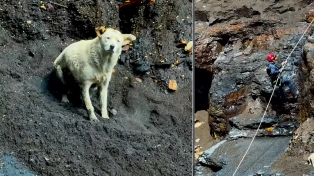 Rescatan a perrita tras permanecer tres días atrapada en un risco de Macanal, Boyacá: así fue el operativo