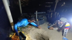 Rescatan más de cien huevos de tortuga cardón en La Guaira