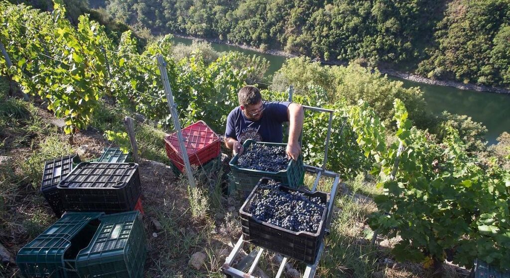Ribeira Sacra: un proyecto usará IA y nuevas tecnologías para cambiar la forma de trabajar en los viñedos