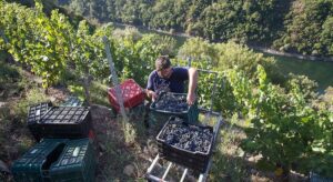 Ribeira Sacra: un proyecto usará IA y nuevas tecnologías para cambiar la forma de trabajar en los viñedos