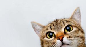 «Si tienes Alexa y tienes gatos, debes probar esto»: el truco viral para que tus gatos te hagan caso