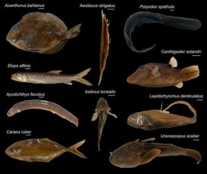 Sorpresas en la evolución de los cerebros de pez