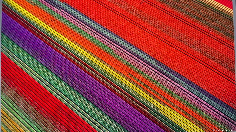 Sudamérica: tulipanes con otro calendario
