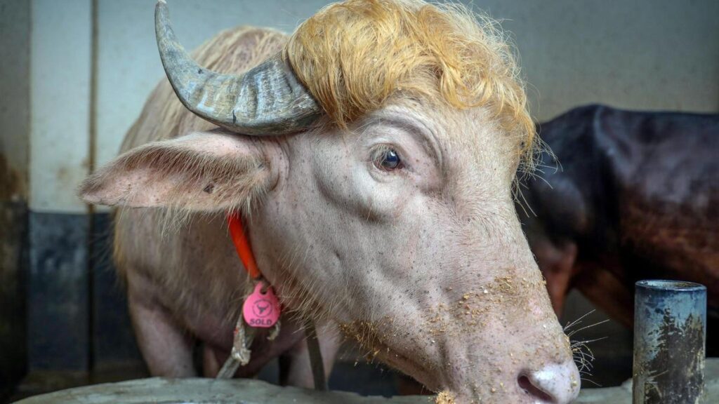 Un búfalo albino parecido a Donald Trump: la nueva sensación viral de Bangladesh