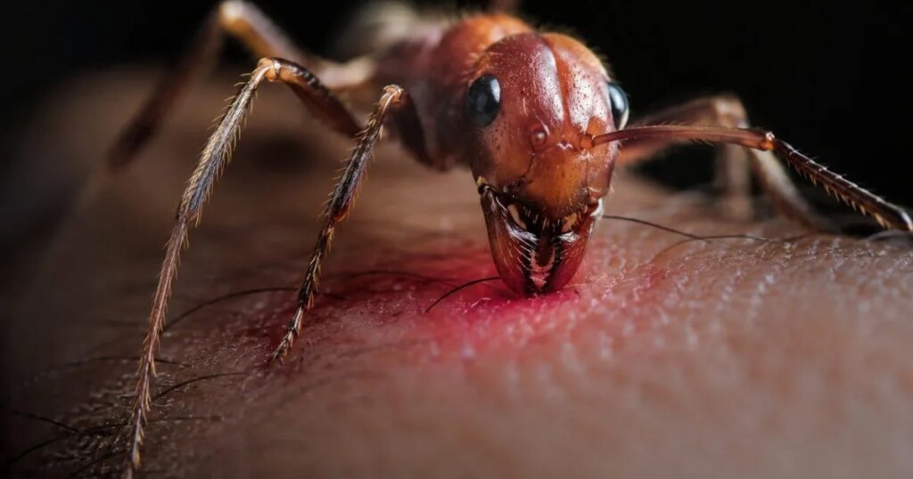 Un entomólogo se dejó picar por 78 especies distintas para crear el índice del dolor más extraño jamás elaborado, y sus descripciones siguen desconcertando a la ciencia