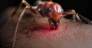 Un entomólogo se dejó picar por 78 especies distintas para crear el índice del dolor más extraño jamás elaborado, y sus descripciones siguen desconcertando a la ciencia 