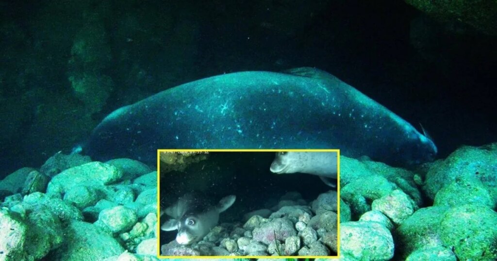 Un hallazgo para pensar: nuevo estudio revela que las focas monje del Mediterráneo se esconden en cuevas burbuja para dormir, huyendo del acoso de los turistas en verano