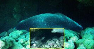 Un hallazgo para pensar: nuevo estudio revela que las focas monje del Mediterráneo se esconden en cuevas burbuja para dormir, huyendo del acoso de los turistas en verano