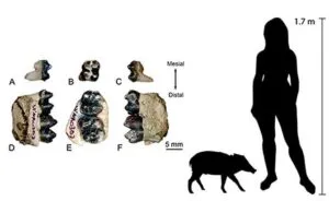 Un pequeño cerdo con una gran historia
