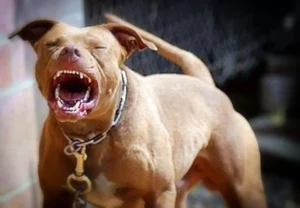 Un pitbull mató a su dueño
