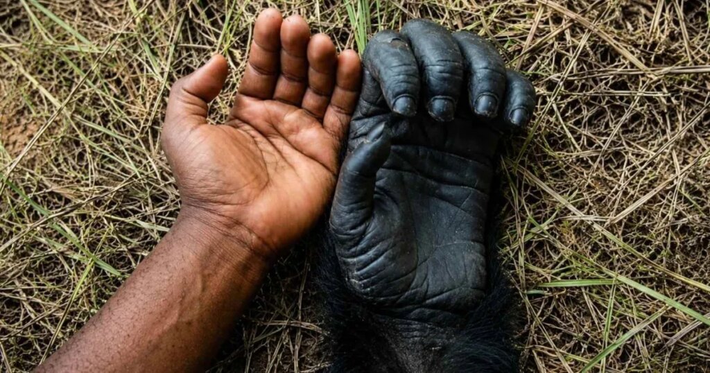 Un revolucionario análisis anatómico revela que la mano humana moderna conserva estructuras heredadas de antiguos simios africanos