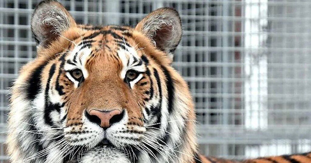 Un tigre escapa de un recinto privado, deja herido de gravedad a un hombre y acaba abatido por la Policía alemana