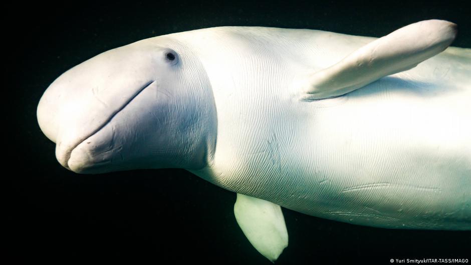 Una beluga se reconoció en el espejo y asombró a cientificos