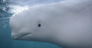 Una beluga utiliza un espejo para inspeccionar una marca en su cabeza y sorprende a los científicos en un fascinante experimento sobre conciencia animal