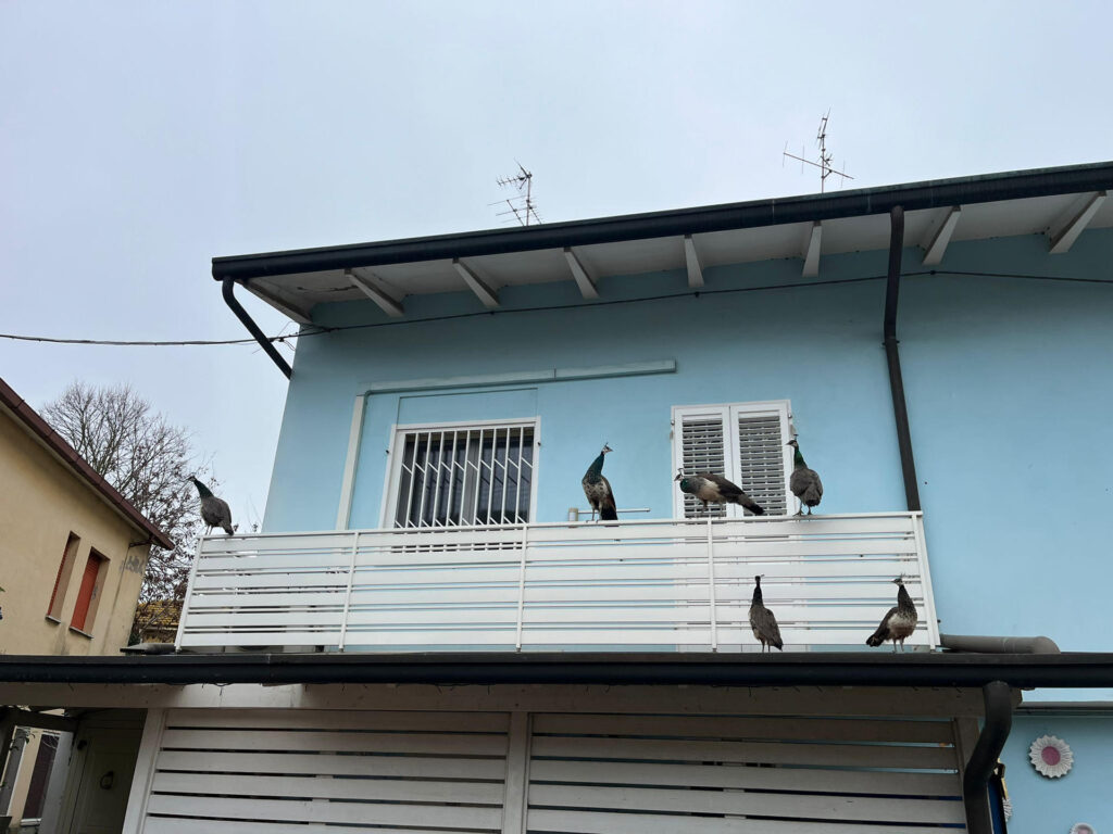 Una invasión de pavos reales colonizó un pueblo italiano... y las redes sociales