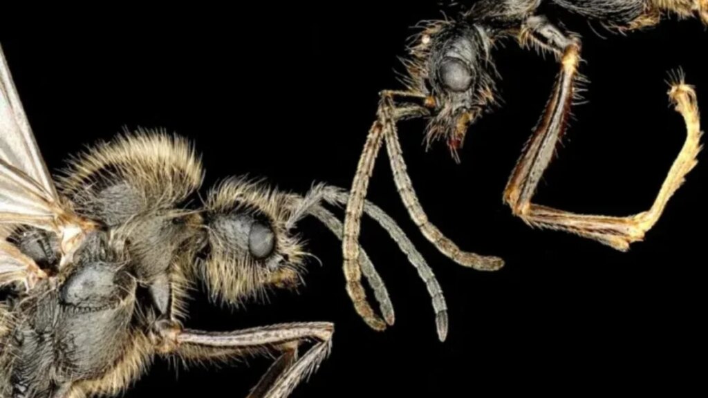 Una reina, dos especies y un fenómeno que la biología jamás esperaba encontrar bajo tierra. Científicos descubren un experimento evolutivo oculto durante millones de años en nidos de hormigas