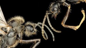 Una reina, dos especies y un fenómeno que la biología jamás esperaba encontrar bajo tierra. Científicos descubren un experimento evolutivo oculto durante millones de años en nidos de hormigas