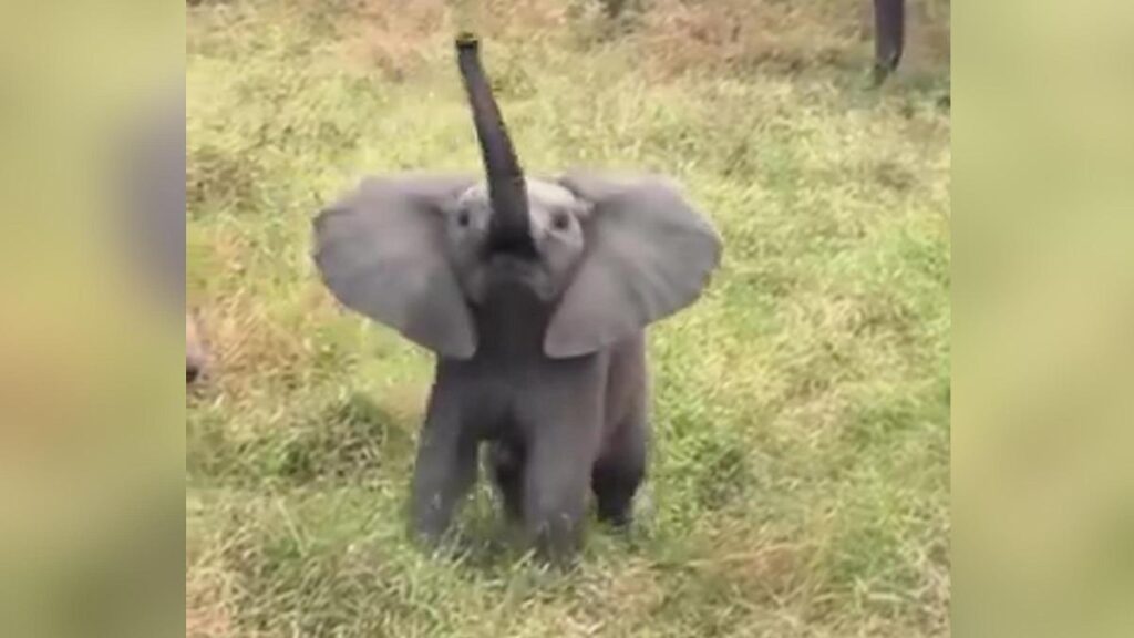Un elefante bebé intenta asustar a unos turistas de safari en Sudáfrica