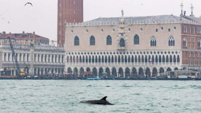 Venecia cuida a delfín solitario que habita sus aguas con un código de conducta