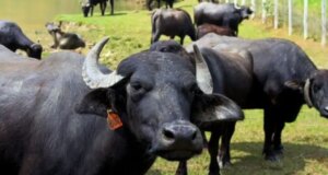 Venezuela ocupa primer lugar en cría de búfalos en América Latina
