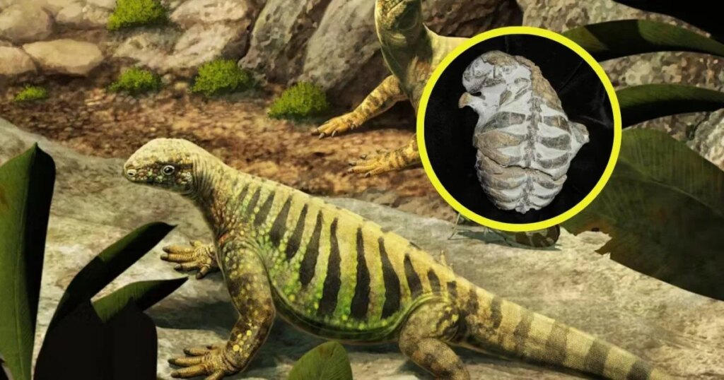 Vivió hace 260 millones de años, tenía costillas parecidas a un caparazón y parecía una tortuga: ahora los científicos descubren que no tenía nada que ver con ellas