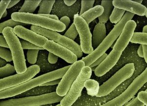 ¿Cómo logran las bacterias burlar a la ciencia?