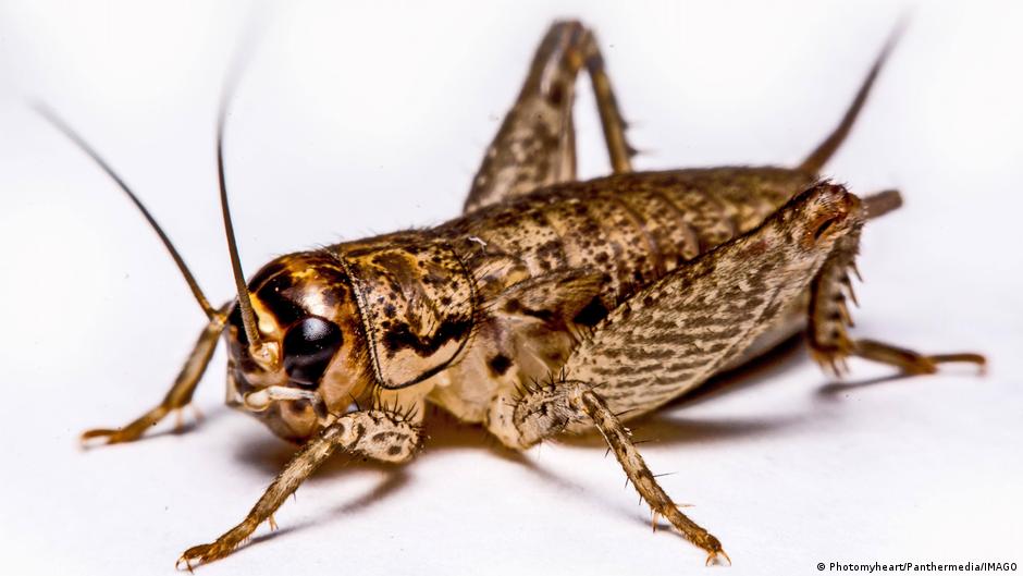 ¿Dolor en los insectos? Los grillos podrían ser la evidencia