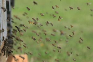 ¿Por qué las aves y los insectos no chocan a alta velocidad?