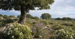 100 años de equilibrio bajo los robles: el hallazgo que explica por qué 2 plantas rivales no se extinguen entre sí
