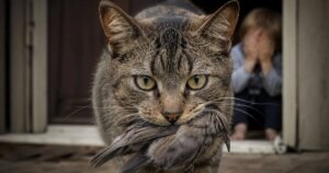 5 formas de evitar que tu gato traiga enfermedades a casa: el hallazgo que revela un riesgo 5 veces mayor