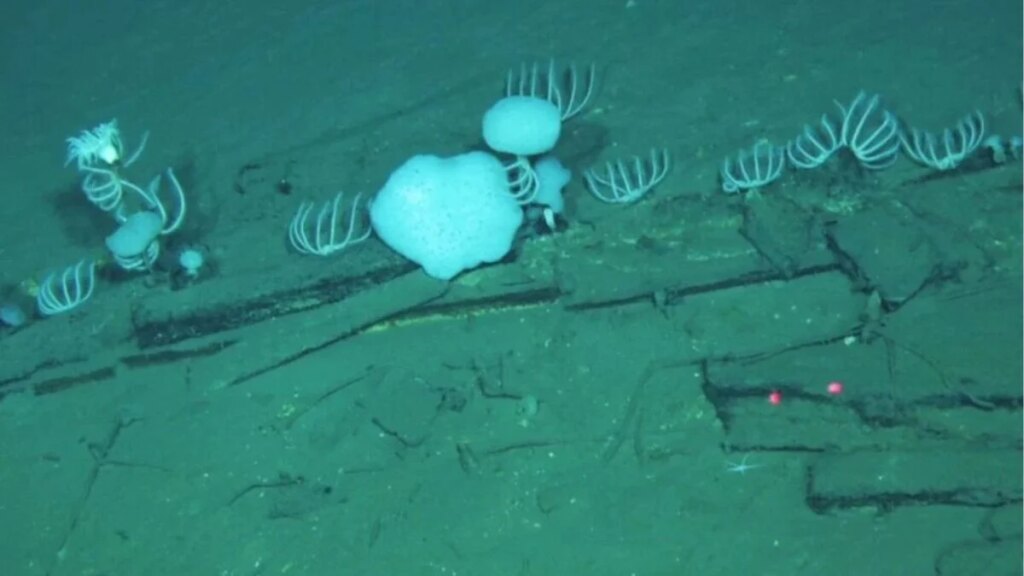 Acaban de descubrir un cementerio de ballenas en la profundidad del mar, y tiene 5 millones de años de antigüedad