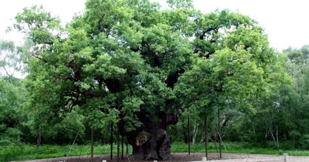 Adiós al Major Oak: por qué ha muerto el legendario árbol de Robin Hood tras 1000 años de historia