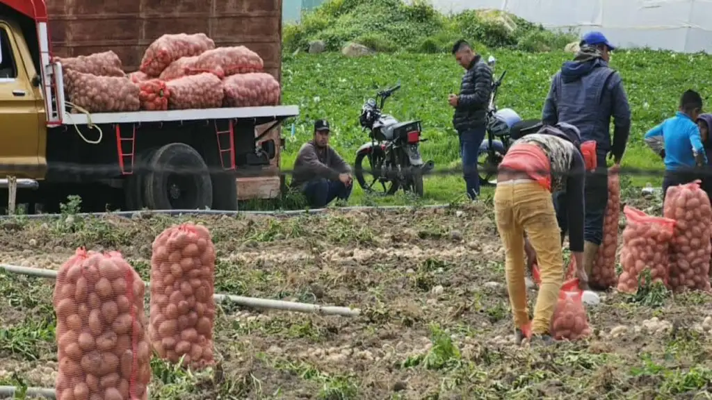 Agricultores de Mérida reportan bajas ganancias