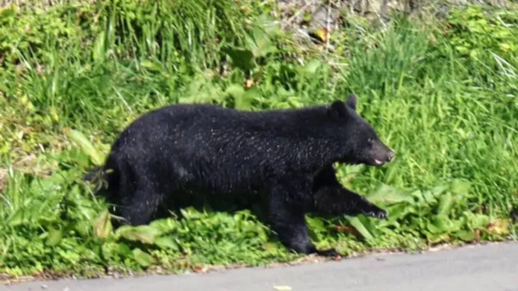 Alerta en Japón: la presencia de osos obliga a cerrar todas las escuelas de una ciudad