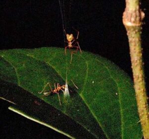 Arañas que confeccionan trampas con resorte para atrapar hormigas