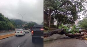 Árboles caídos y largas colas: Colapso en Caracas y Miranda tras fuertes lluvias en la madrugada del 15 de junio